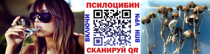 как найти   Тверь  Псилоцибиновые грибы мицелий 